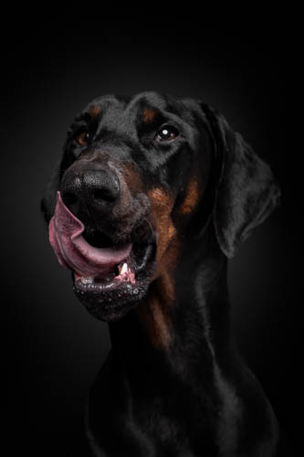 doberman photography pet photography