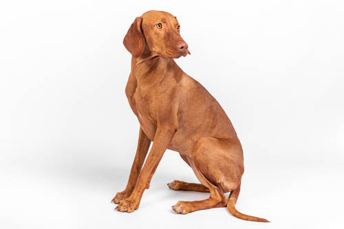 vizla pet photography sandton dog photography