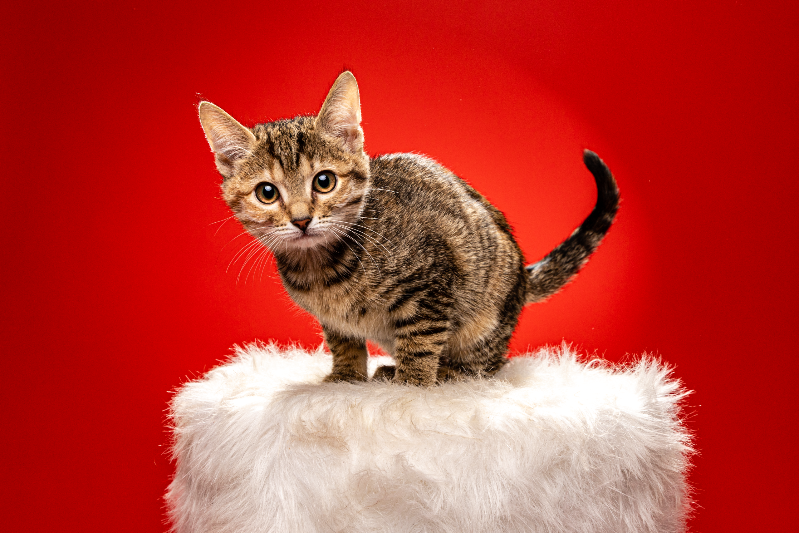 cat photographer kitten photography