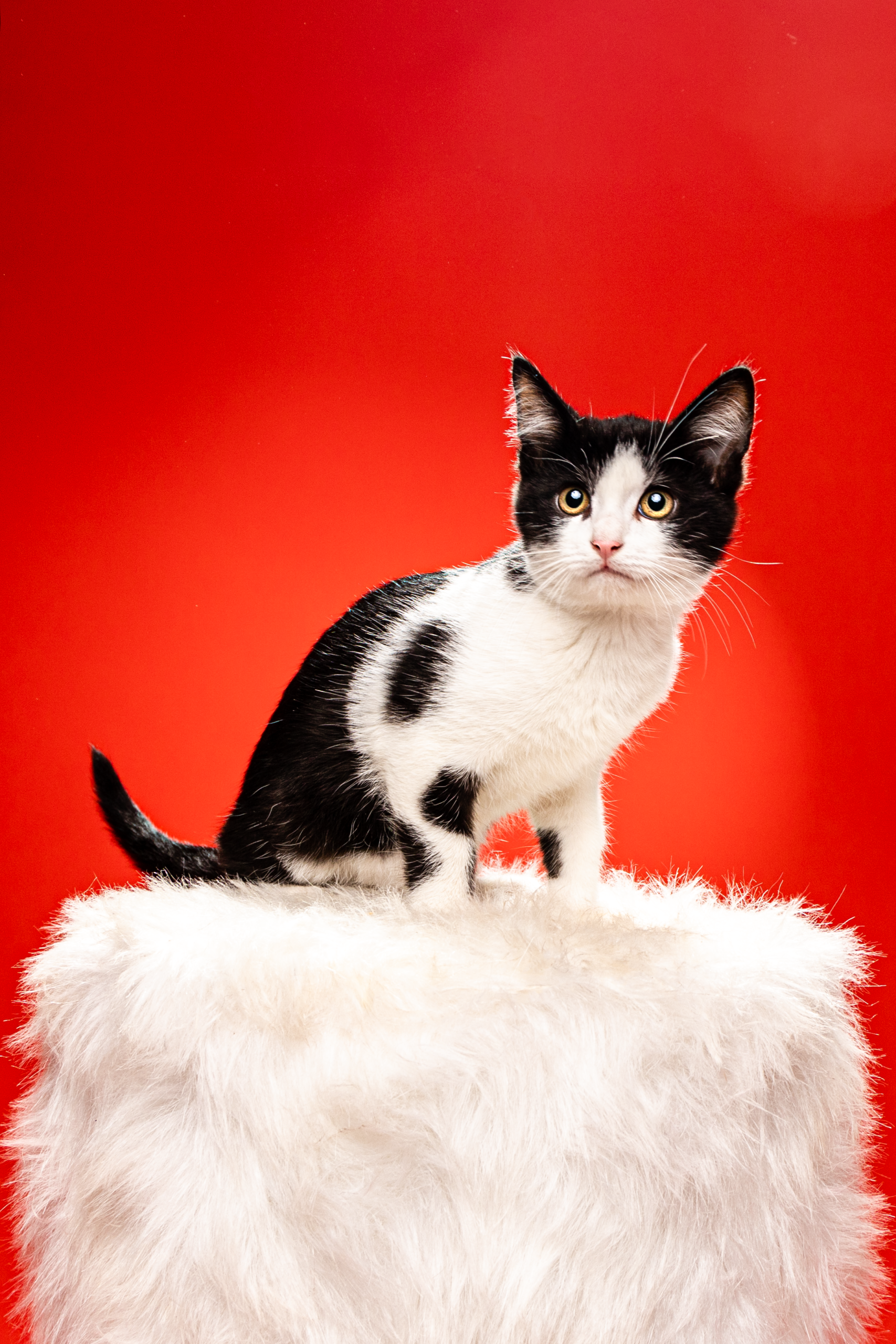 professional cat photographer photography studio cats