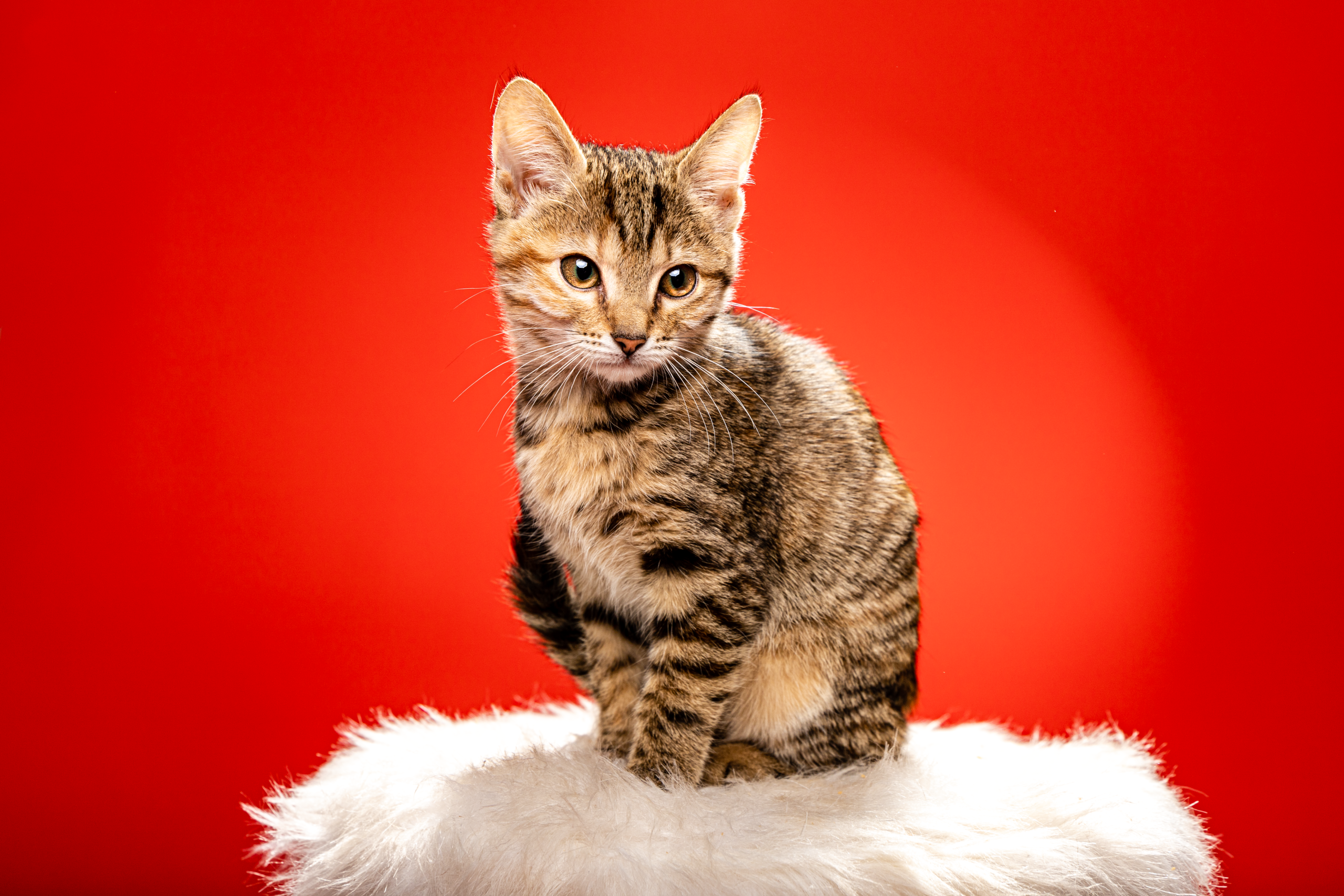 studio cat photography a cat sitting on a white fluffy object professional photo