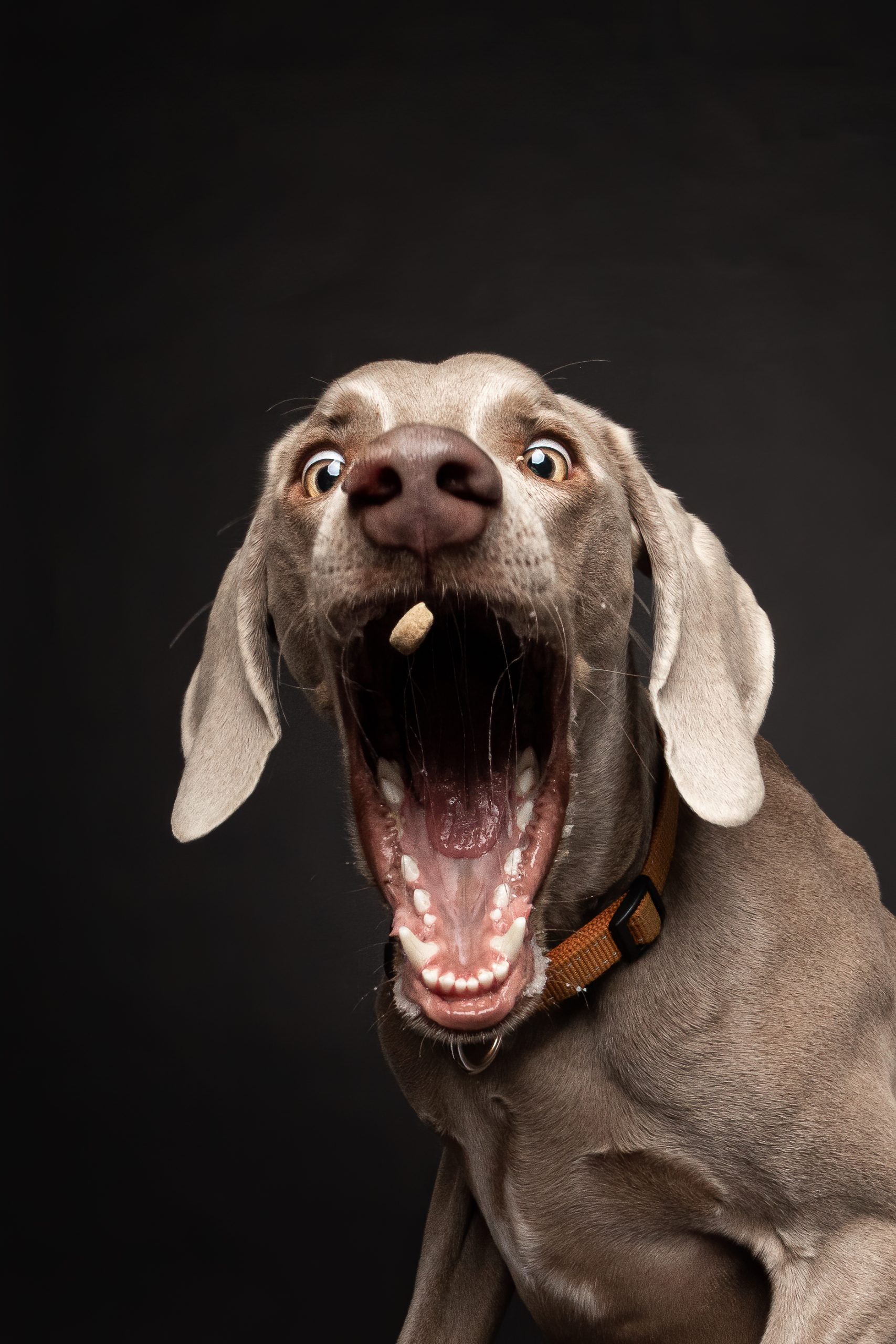 treat catch dog photo