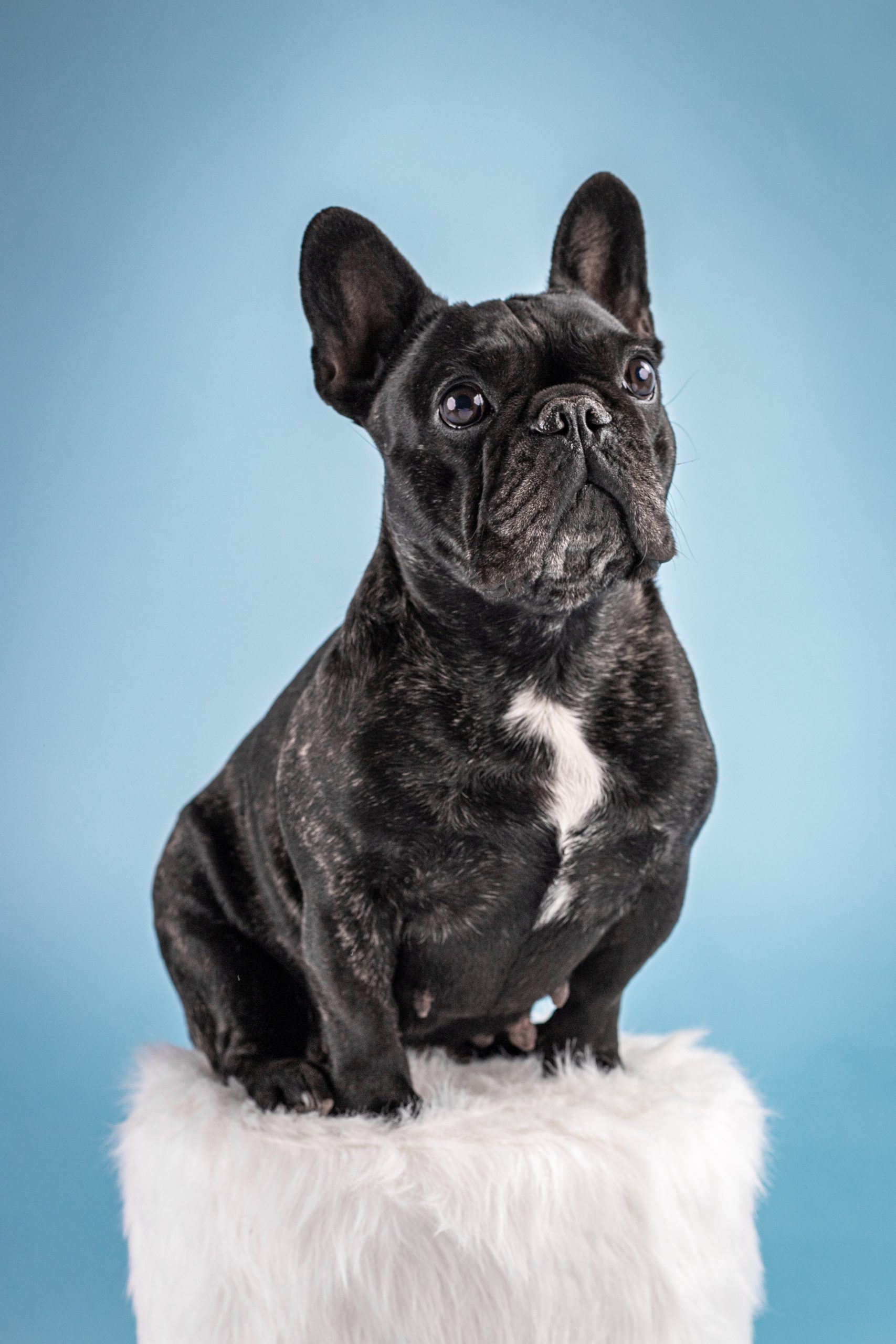 photography french bulldog french bulldog photography