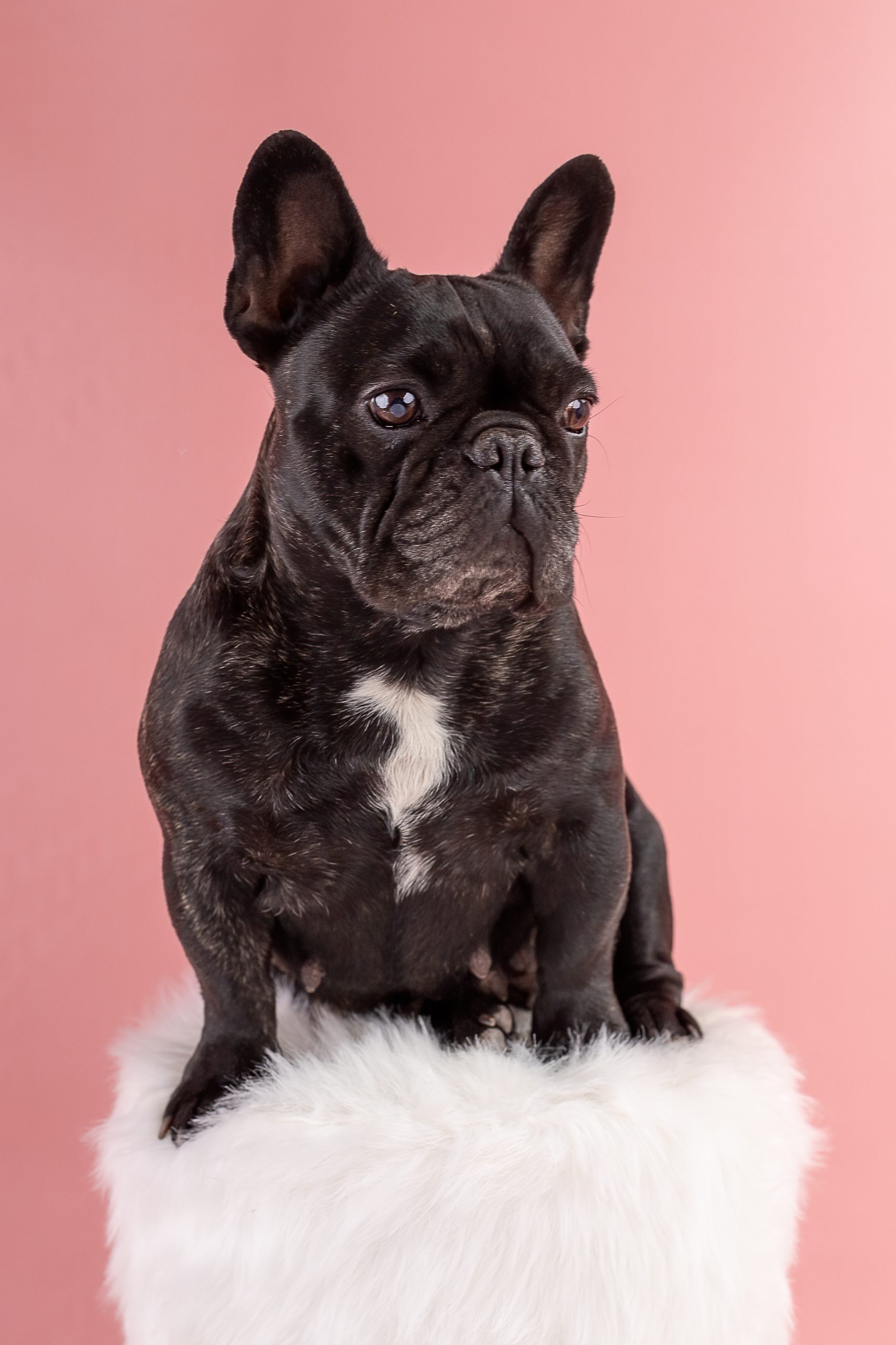 dog photography bulldog photography