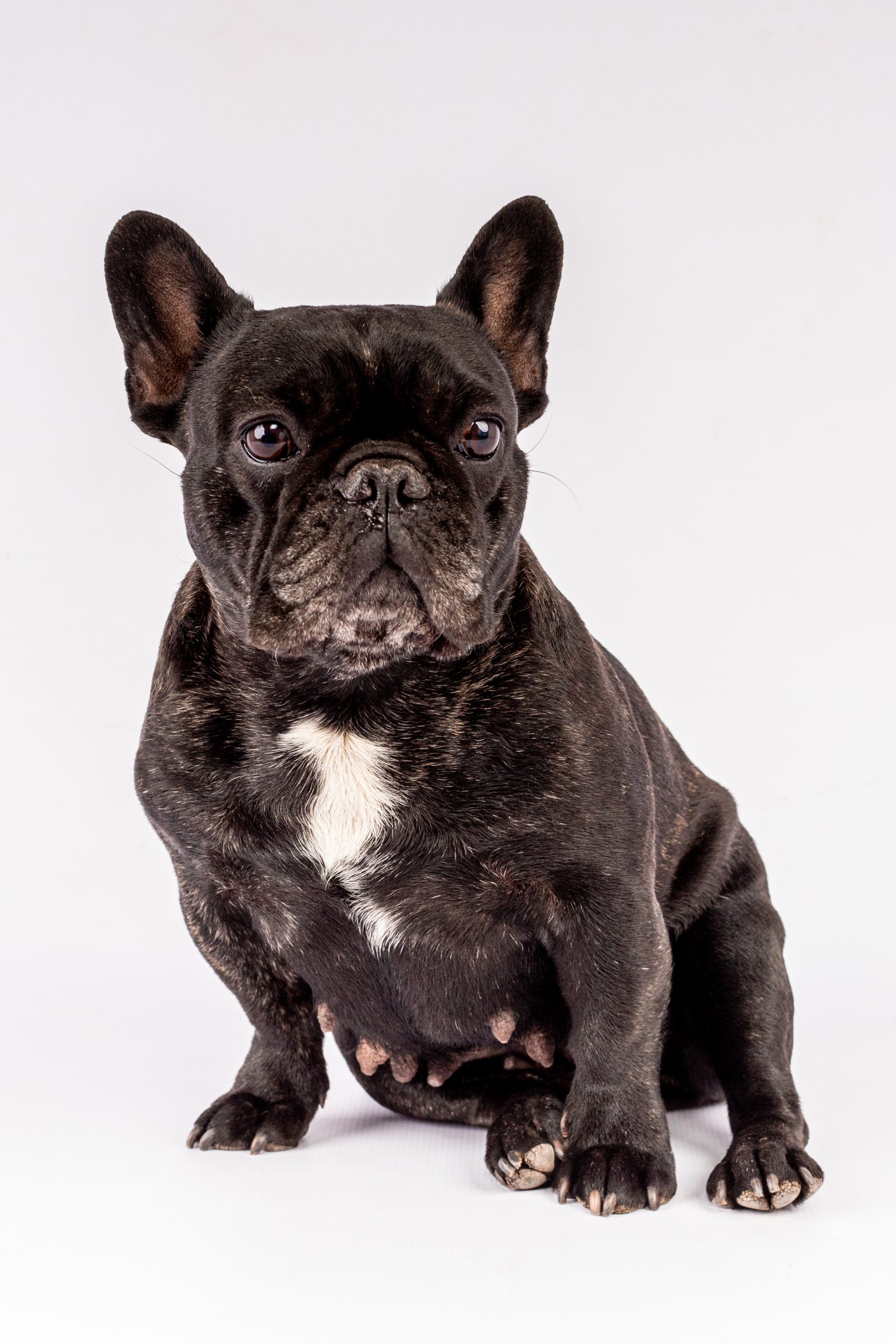 gauteng pet photographer studio photography gauteng